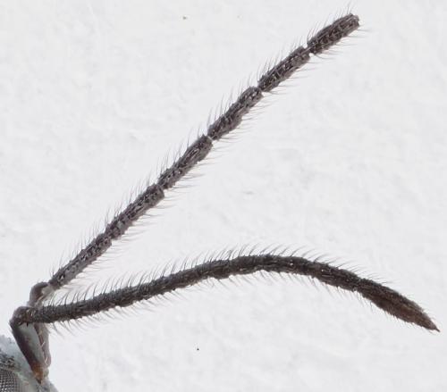 Réf. 293 811 : Gastracanthus pulcherrimus